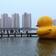 Image for article titled In China, There Are Too Many Giant Rubber Duck Rip-Offs